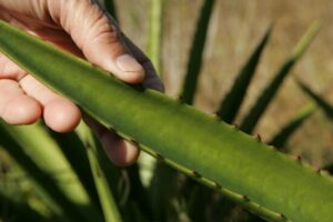 Aloes w doniczce – uprawa